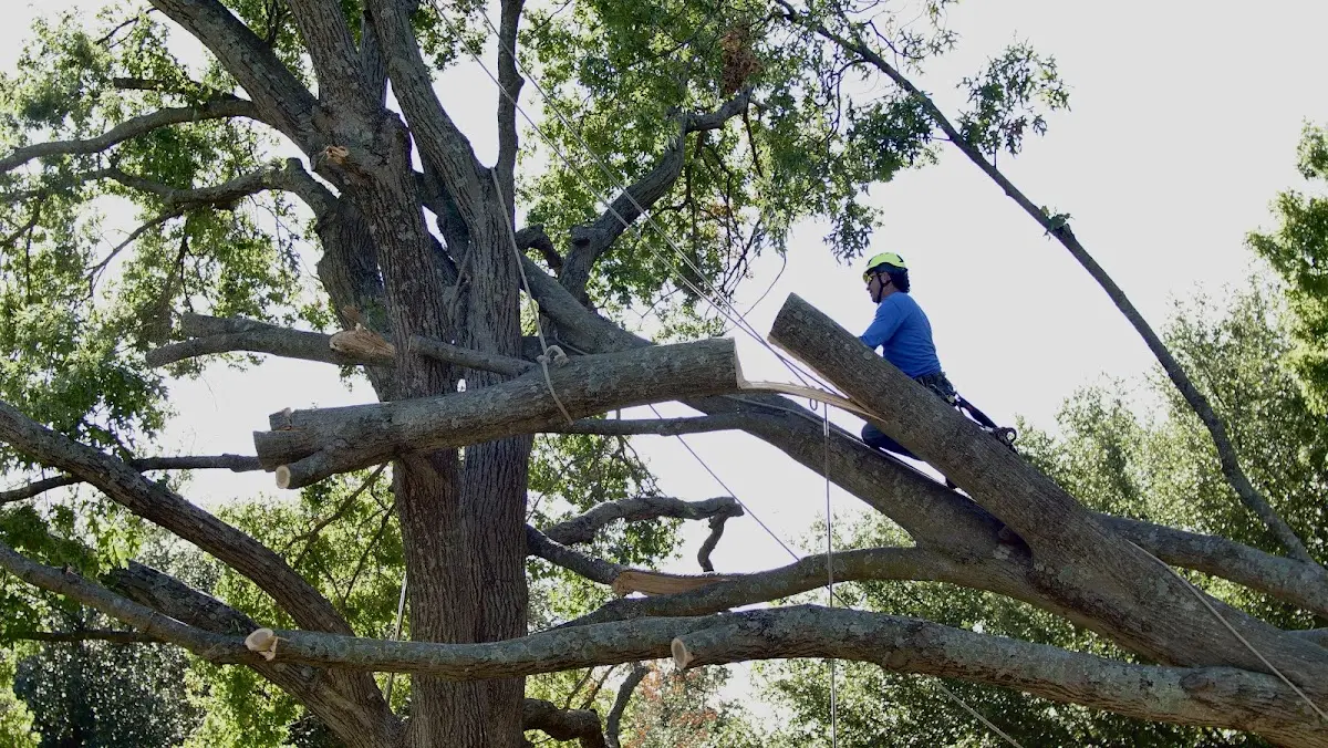 Professional Hazardous Tree Removal performed by certified arborists in Biggers