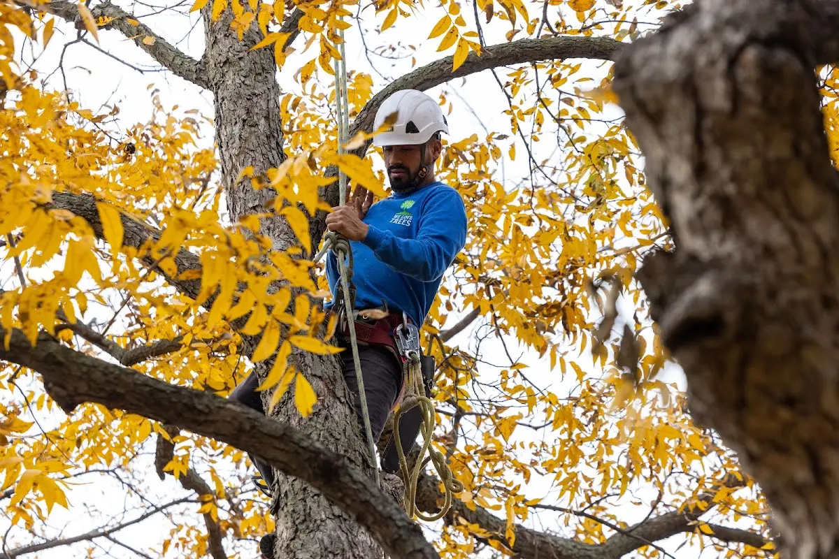 Skilled Tree Pruning crew working in Biggers